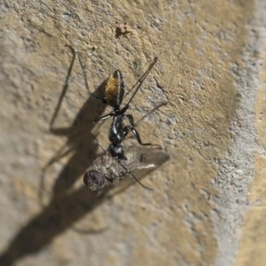 Camponotus aeneopilosus at Scullin, ACT - 14 Nov 2020