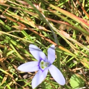 Isotoma fluviatilis subsp. australis at Collector, NSW - 20 Nov 2020