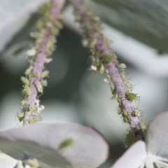 Aphididae (family) (Unidentified aphid) at Higgins, ACT - 15 Nov 2020 by AlisonMilton