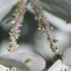 Aphididae (family) (Unidentified aphid) at Higgins, ACT - 14 Nov 2020 by AlisonMilton