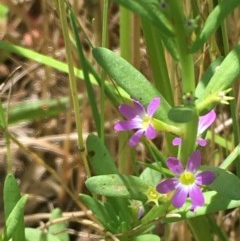 Lythrum hyssopifolia (Small Loosestrife) at Collector, NSW - 20 Nov 2020 by JaneR