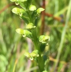 Microtis sp. (Onion Orchid) at Collector, NSW - 20 Nov 2020 by JaneR