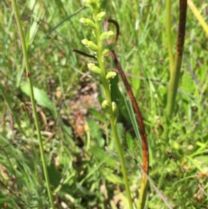 Microtis sp. at Collector, NSW - suppressed