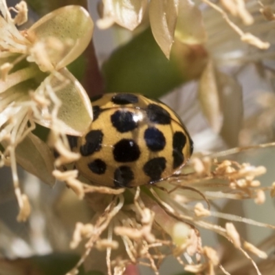 Harmonia conformis (Common Spotted Ladybird) at Scullin, ACT - 14 Nov 2020 by AlisonMilton