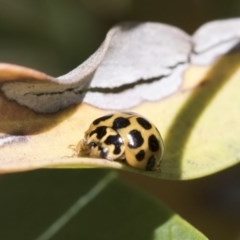 Harmonia conformis at Scullin, ACT - 14 Nov 2020