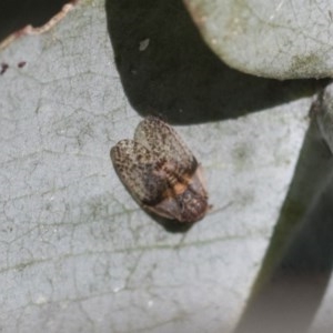 Psyllidae sp. (family) at Scullin, ACT - 14 Nov 2020