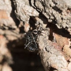Euryopis splendens (Splendid tick spider) at Scullin, ACT - 13 Nov 2020 by AlisonMilton