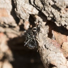 Euryopis splendens at Scullin, ACT - 14 Nov 2020