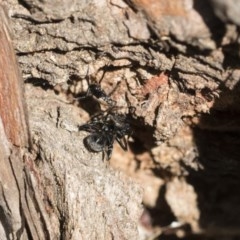 Euryopis splendens at Scullin, ACT - 14 Nov 2020