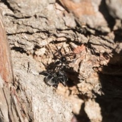 Euryopis splendens at Scullin, ACT - 14 Nov 2020