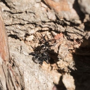 Euryopis splendens at Scullin, ACT - 14 Nov 2020