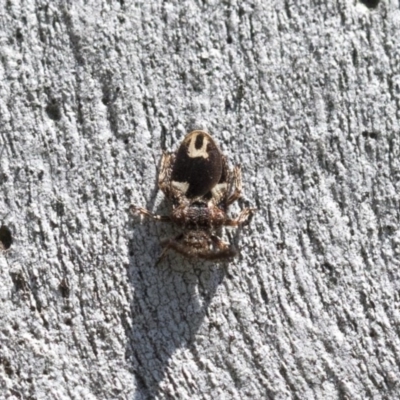 Aradellus cygnalis (An assassin bug) at Higgins, ACT - 14 Nov 2020 by AlisonMilton