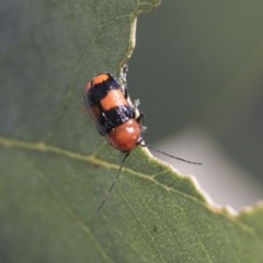 Aporocera (Aporocera) jocosa (Leaf beetle) at Scullin, ACT - 14 Nov 2020 by AlisonMilton