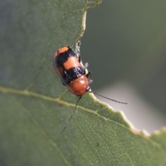 Aporocera (Aporocera) jocosa (Leaf beetle) at Scullin, ACT - 13 Nov 2020 by AlisonMilton