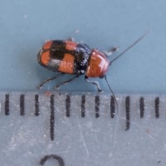 Aporocera (Aporocera) jocosa at Scullin, ACT - 14 Nov 2020