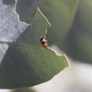 Aporocera (Aporocera) jocosa at Scullin, ACT - 14 Nov 2020