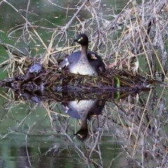 Tachybaptus novaehollandiae (Australasian Grebe) at Tharwa, ACT - 18 Nov 2020 by RodDeb