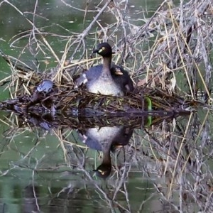 Tachybaptus novaehollandiae at Tharwa, ACT - 18 Nov 2020