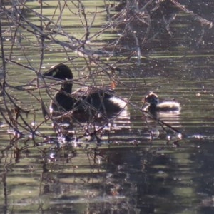 Tachybaptus novaehollandiae at Tharwa, ACT - 18 Nov 2020