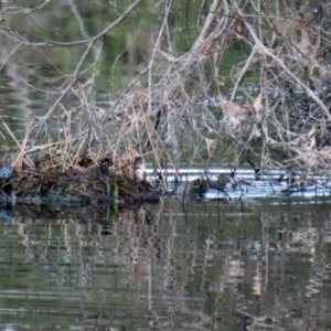 Tachybaptus novaehollandiae at Tharwa, ACT - 18 Nov 2020