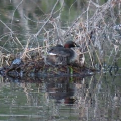 Tachybaptus novaehollandiae at Tharwa, ACT - 18 Nov 2020