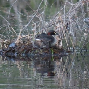 Tachybaptus novaehollandiae at Tharwa, ACT - 18 Nov 2020