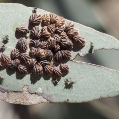 Spondyliaspis plicatuloides (Shell Lerps) at Scullin, ACT - 13 Nov 2020 by AlisonMilton