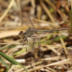 Diplacodes bipunctata (Wandering Percher) at Jerrabomberra Wetlands - 18 Nov 2020 by RodDeb