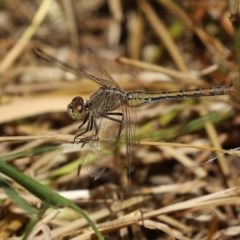 Diplacodes bipunctata at Fyshwick, ACT - 19 Nov 2020 10:31 AM