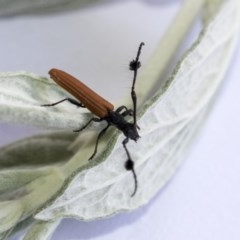 Tropis paradoxa (Longicorn beetle) at Hawker, ACT - 13 Nov 2020 by AlisonMilton