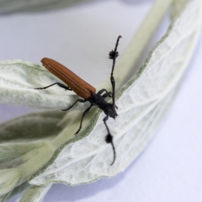Tropis paradoxa (Longicorn beetle) at Hawker, ACT - 13 Nov 2020 by AlisonMilton