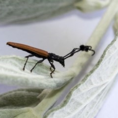 Tropis paradoxa at Hawker, ACT - 14 Nov 2020