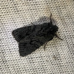 Neumichtis nigerrima (Black Turnip Moth) at Aranda, ACT - 19 Nov 2020 by KMcCue