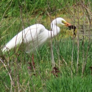 Ardea plumifera at Fyshwick, ACT - 19 Nov 2020