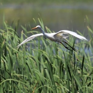 Ardea plumifera at Fyshwick, ACT - 19 Nov 2020