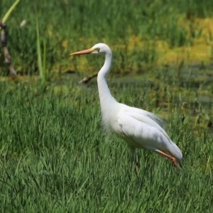 Ardea plumifera at Fyshwick, ACT - 19 Nov 2020