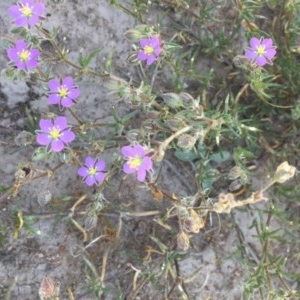 Spergularia rubra at Collector, NSW - 20 Nov 2020 12:05 PM