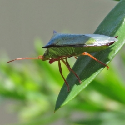 Vitellus sp. (genus) (Spined shield bug) at Macarthur, ACT - 20 Nov 2020 by RodDeb