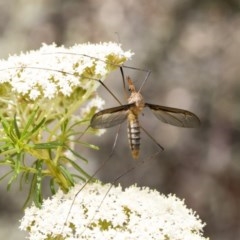 Leptotarsus (Macromastix) sp. (genus & subgenus) (Unidentified Macromastix crane fly) at ANBG - 15 Nov 2020 by AlisonMilton