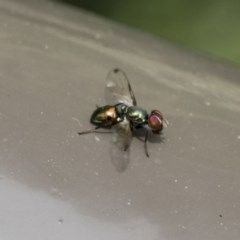 Rivellia connata (A signal fly) at ANBG - 16 Nov 2020 by AlisonMilton