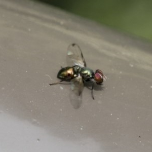 Rivellia connata at Acton, ACT - 16 Nov 2020