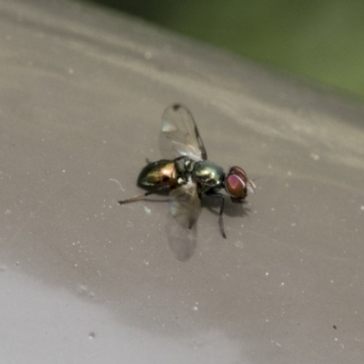 Rivellia connata (A signal fly) at ANBG - 16 Nov 2020 by AlisonMilton