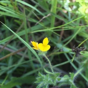 Lotus sp. at Collector, NSW - 20 Nov 2020