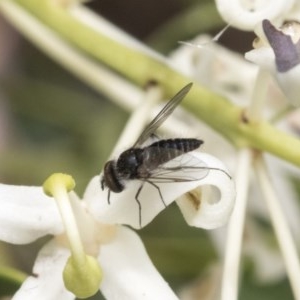 Bombyliidae (family) at Acton, ACT - 16 Nov 2020