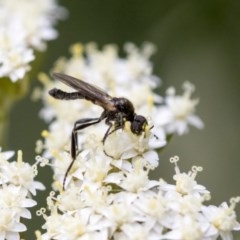 Bibionidae (family) (Bibionid fly) at ANBG - 15 Nov 2020 by AlisonMilton