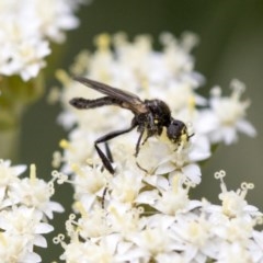 Bibionidae (family) at Acton, ACT - 16 Nov 2020 10:51 AM