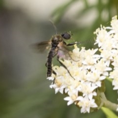 Bibionidae (family) at Acton, ACT - 16 Nov 2020