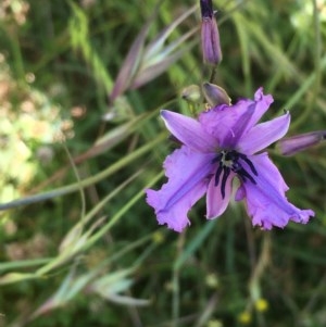 Arthropodium fimbriatum at Collector, NSW - 20 Nov 2020