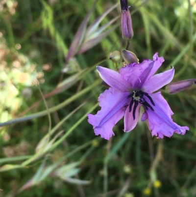 Arthropodium fimbriatum (Nodding Chocolate Lily) at Collector, NSW - 20 Nov 2020 by JaneR