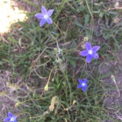 Wahlenbergia sp. (Bluebell) at Collector, NSW - 20 Nov 2020 by JaneR